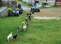 Dog Team