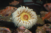 anemone