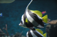 Angelfish