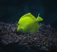 Lemon fish