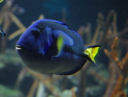 Purple fish