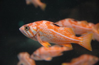 Orange fish