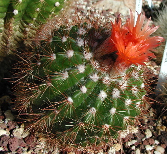 Spines