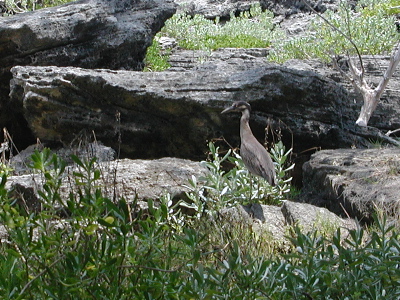 Bird