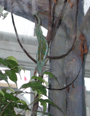 Chameleon