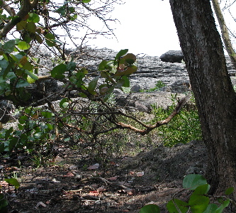 Hidden