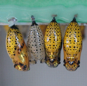 Pupae