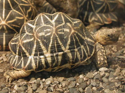Tortoise